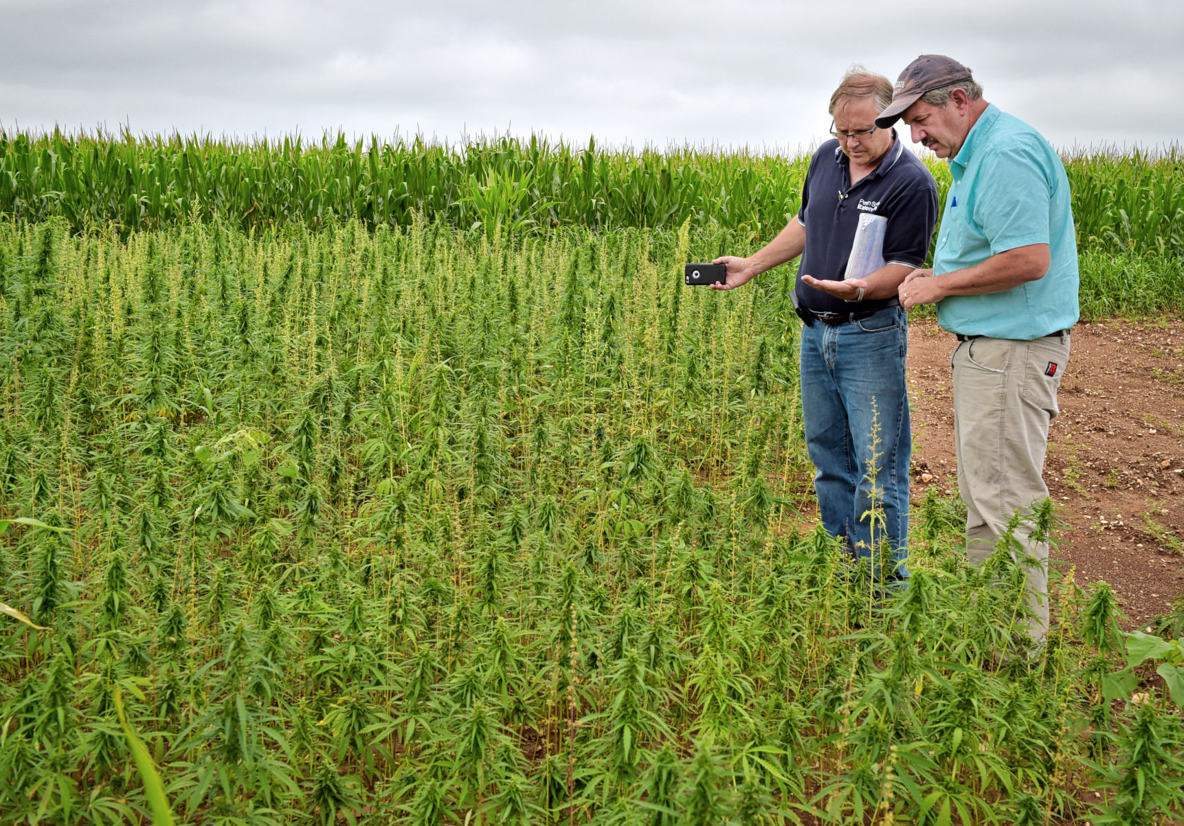 hemp 8